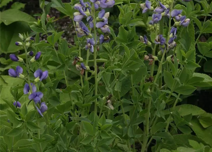 Baptisia australis