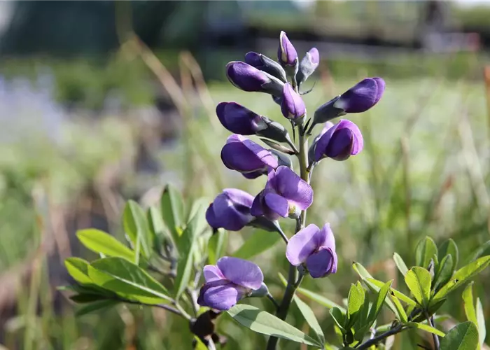 Baptisia australis 'Purple Smoke'