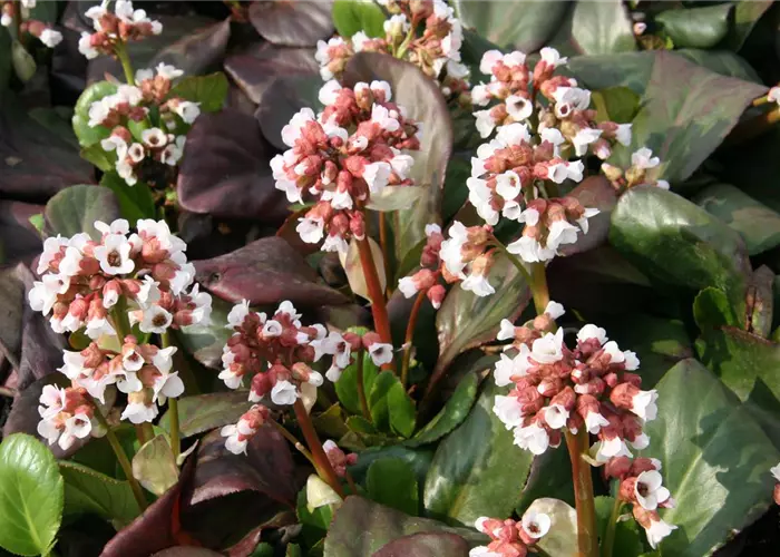 Bergenia cordifolia 'Bach'