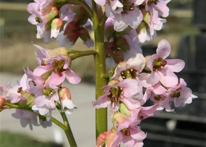 Bergenia cordifolia 'Biedermeier'
