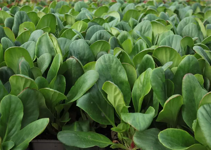 Bergenia cordifolia 'Bressingham White'