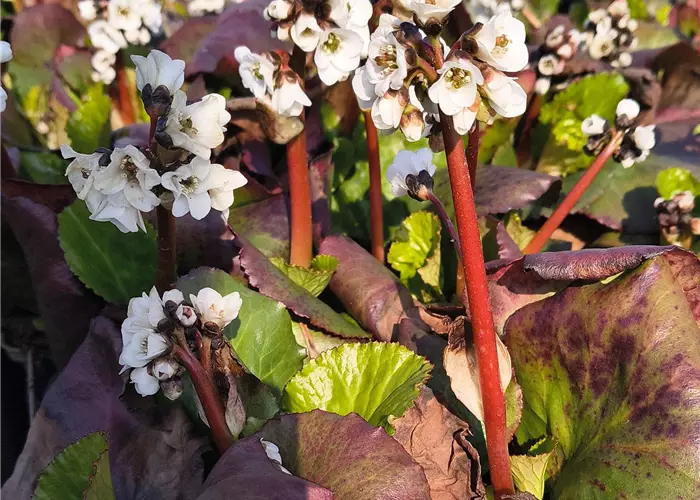 Bergenia cordifolia 'Jelle'