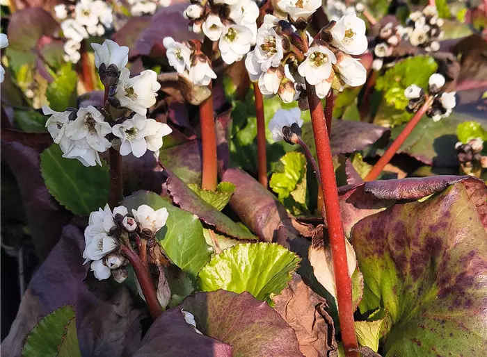 Bergenie 'Jelle'
