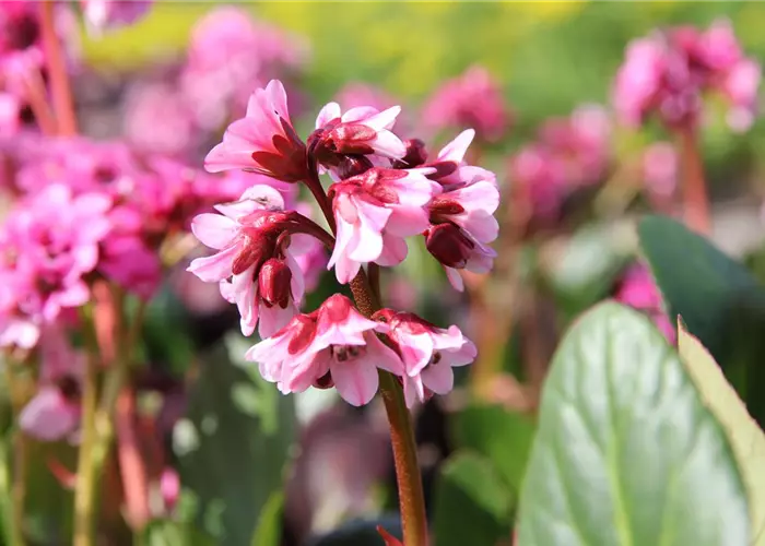 Bergenia Hybr.'Pink Dragonfly'
