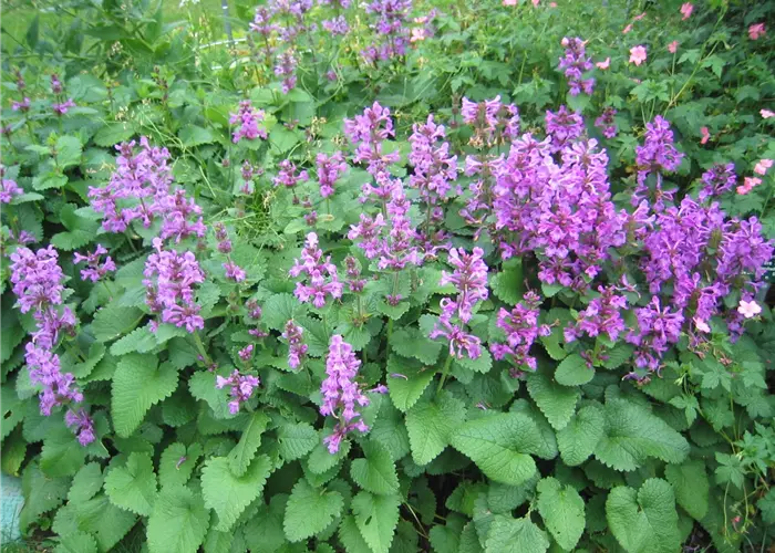 Betonica macrantha 'Superba' (Stachys grand.)