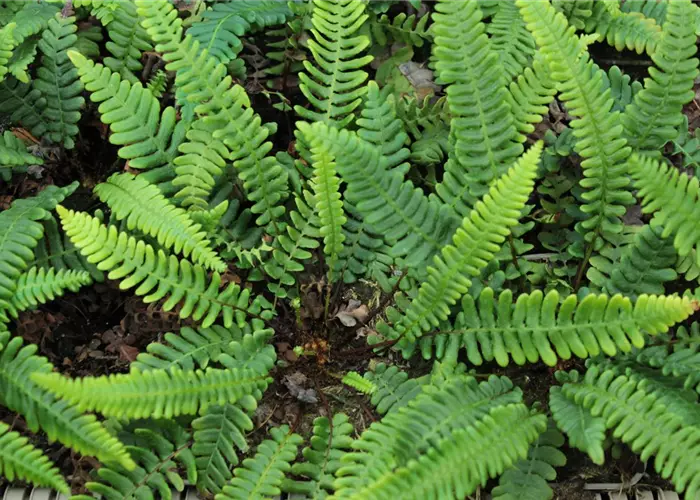 Blechnum spicant