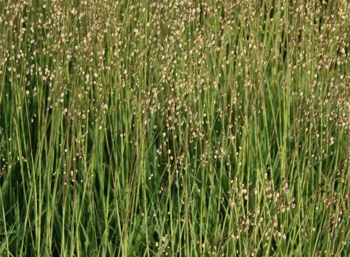 Garten-Zittergras 'Limouzi'