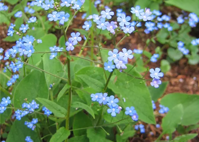 Brunnera macrophylla