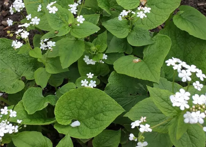 Brunnera macrophylla 'Betty Bowring'