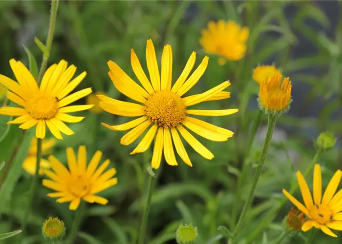 Buphthalmum salicifolium