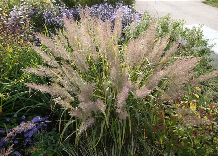 Calamagrostis arundinacea var. brachytricha