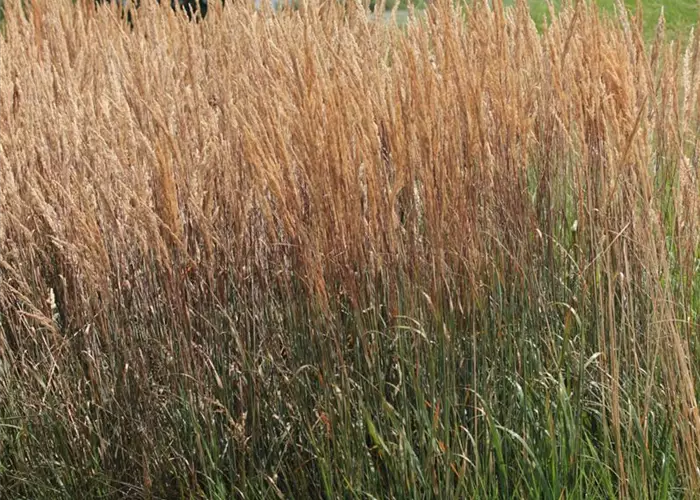 Calamagrostis x acutiflora 'Karl Foerster'