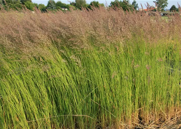 Calamagrostis x acutiflora 'Karl Foerster'