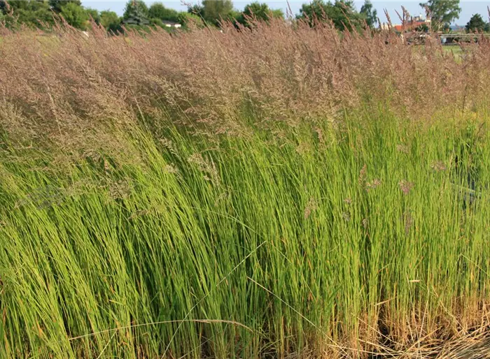 Garten-Reitgras 'Karl Foerster'