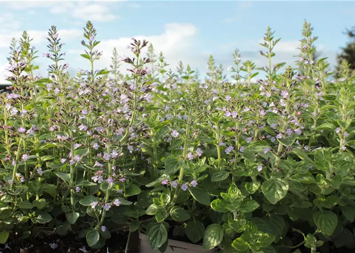 Calamintha nepeta 'Blue Cloud'