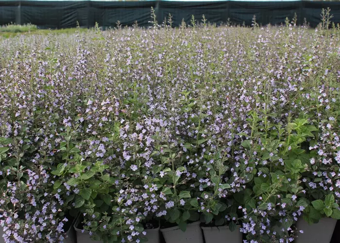 Calamintha nepeta 'Lila Riese'