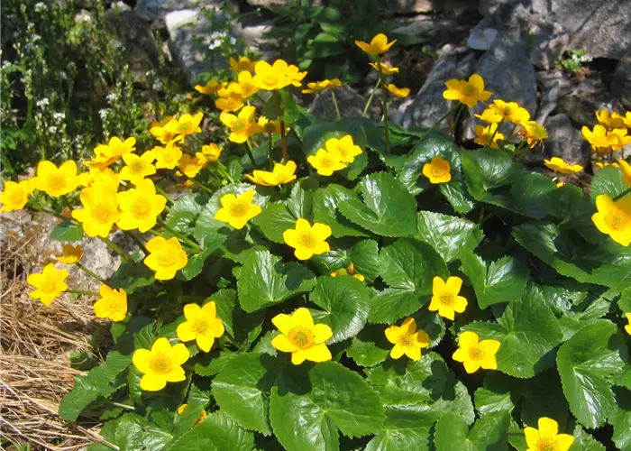 Caltha palustris