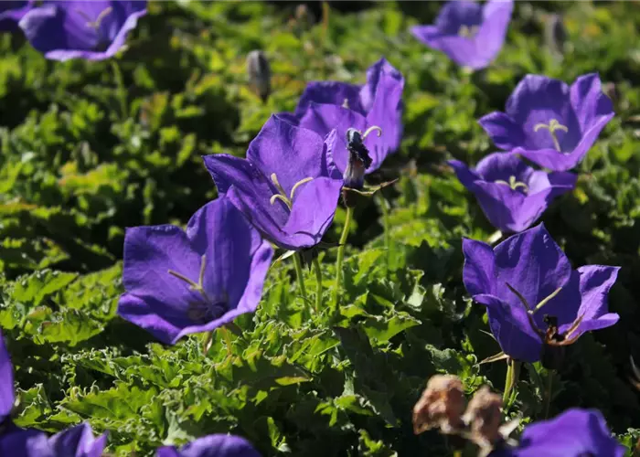 Campanula carpatica 'Blaue Clips'