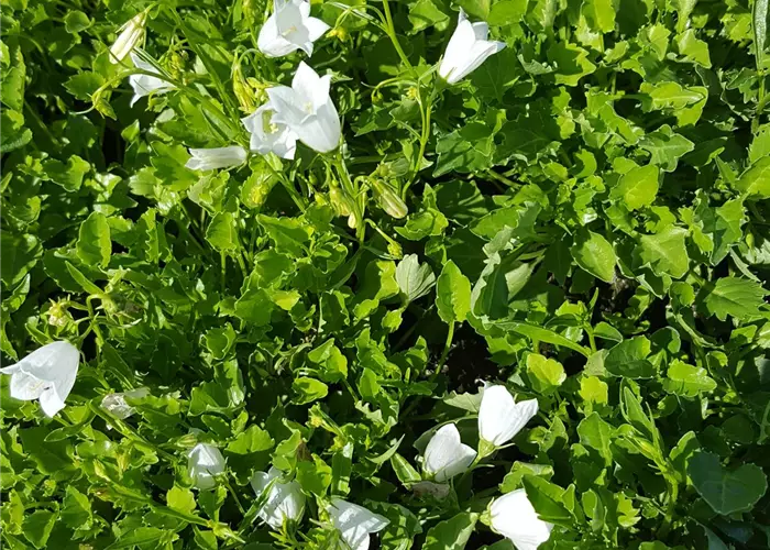  Campanula cochleariifolia 'Bavaria White'