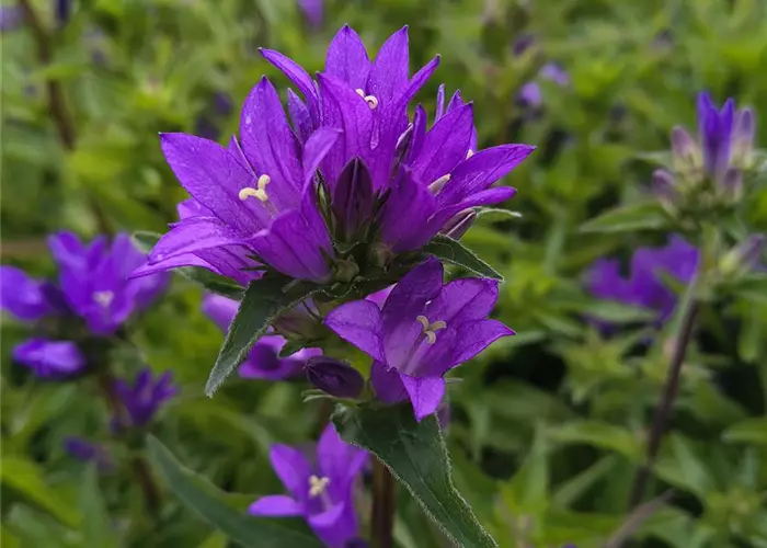 Campanula glomerata 'Acaulis'