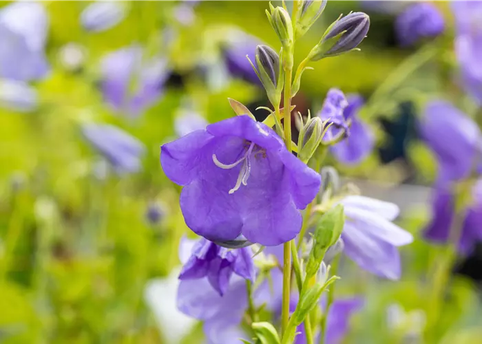 Campanula persicifolia 'Grandiflora Coerulea'
