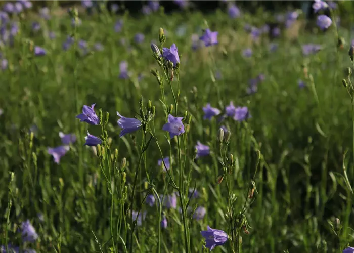 Campanula rotundifolia 'Olympica'