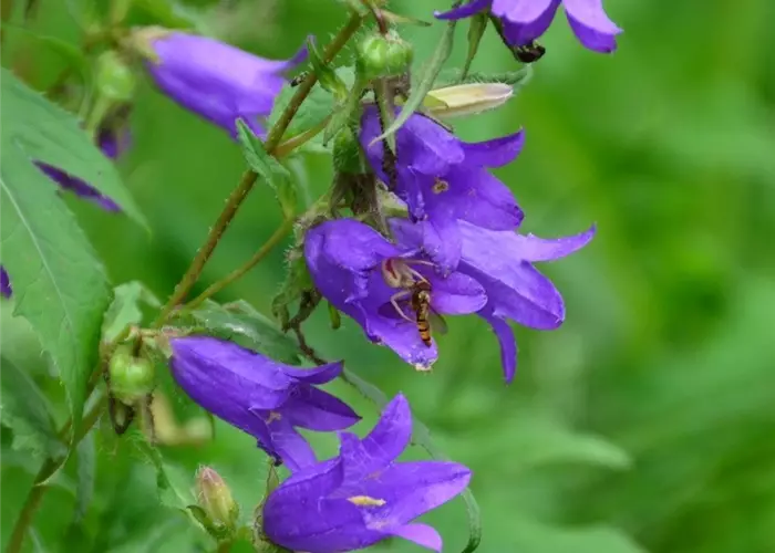 Campanula trachelium