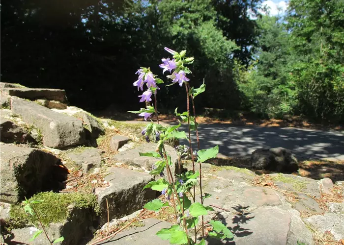 Campanula trachelium