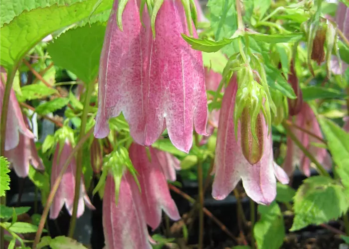 Campanula x punctata 'Elizabeth'