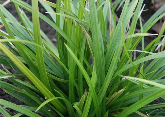Carex foliosissima 'Irish Green'