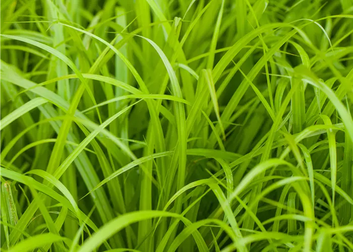 Carex pendula