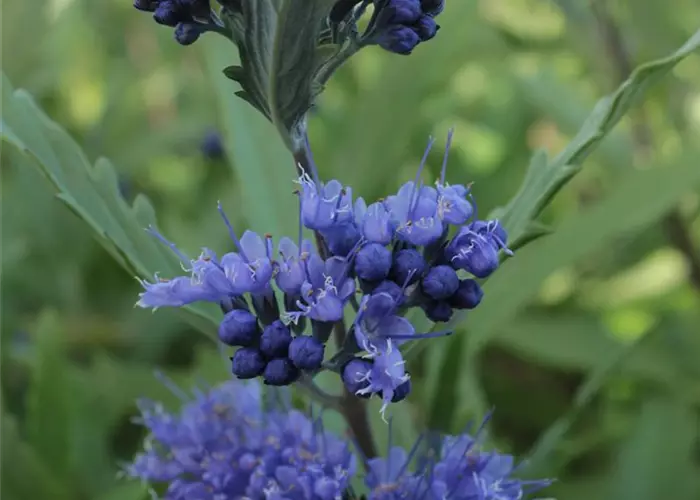 Caryopteris clandonensis 'Heavenly Blue'