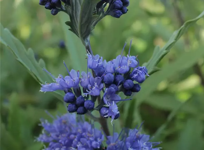 Bartblume 'Heavenly Blue'