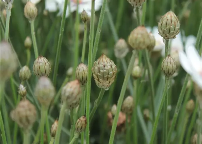 Catananche caerulea 'Alba'
