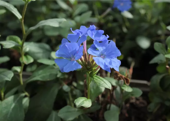 Ceratostigma plumbaginoides