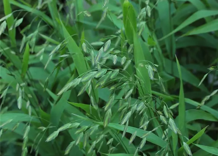 Chasmanthium latifolium