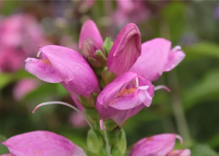 Chelone obliqua