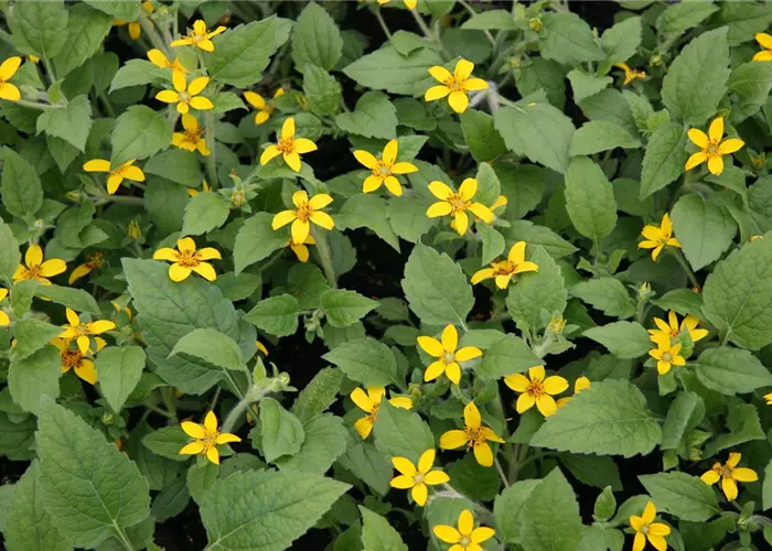 Chrysogonum virginianum