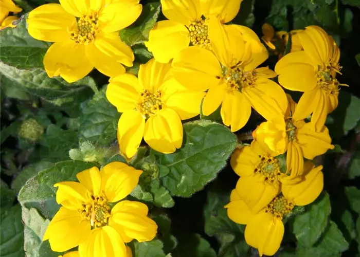 Chrysogonum virginianum 'Andre Viette'