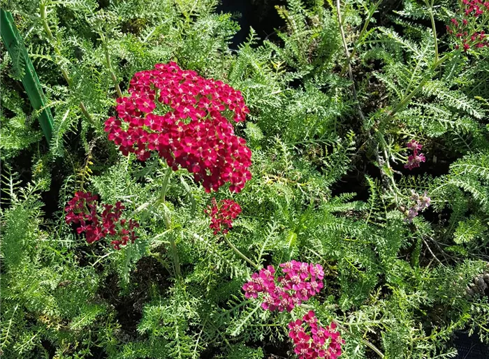 Schafgarbe 'Christel'