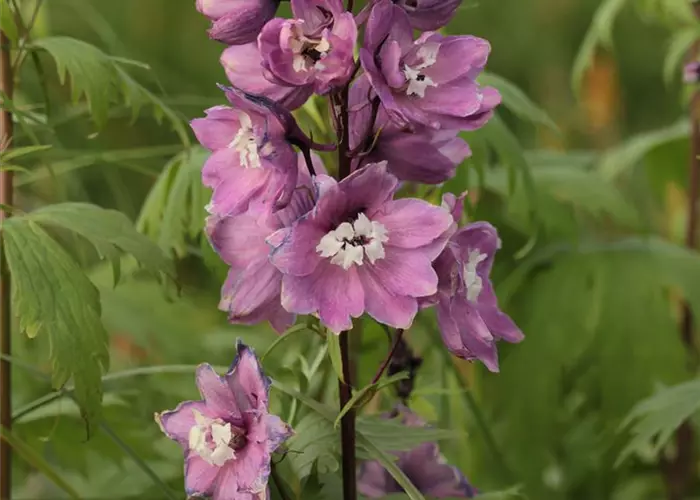 Delphinium Pacific-Hybr. 'Astolat'