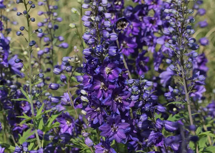 Delphinium Pacific-Hybr. 'Black Knight'