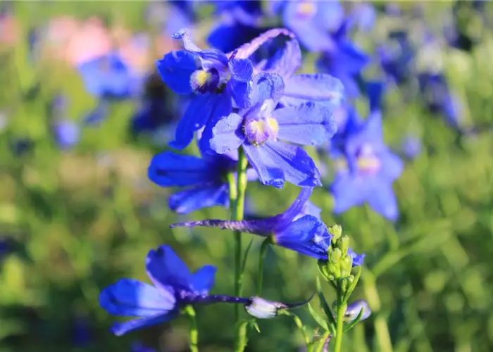 Delphinium x belladonna 'Bellamosum'