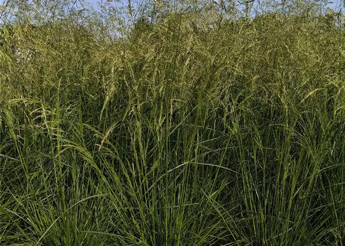 Deschampsia cespitosa 'Goldschleier'