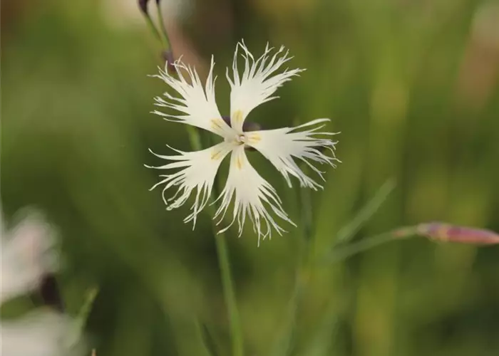Dianthus arenarius