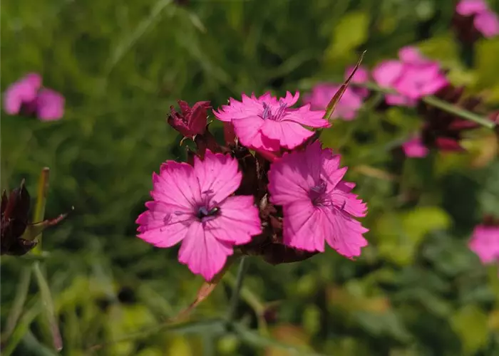 Dianthus carthusianorum