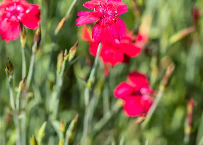 Dianthus deltoides 'Brillant'