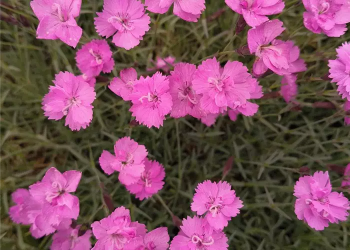 Dianthus gratianop.'Eydangeri'