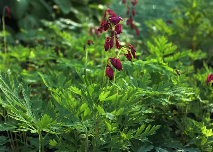Dicentra formosa 'Bacchanal'