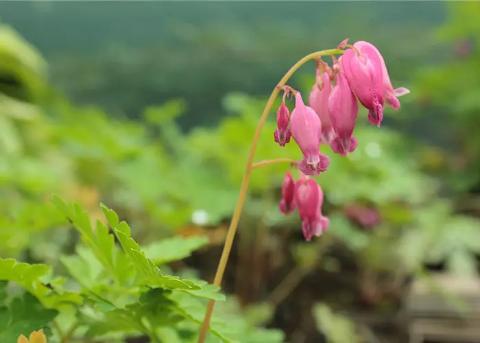 Dicentra formosa 'Luxuriant'